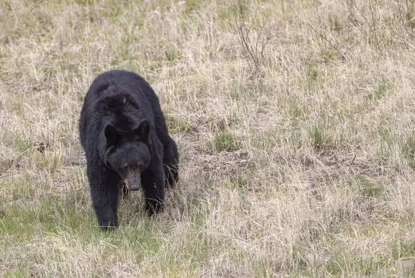Yellowstone Ulusal Parkı Wyoming 'de baharda bir kara ayı.