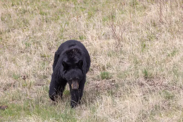 Yellowstone Ulusal Parkı Wyoming 'de baharda bir kara ayı.