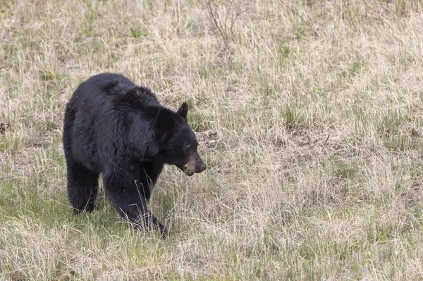 Yellowstone Ulusal Parkı Wyoming 'de baharda bir kara ayı.