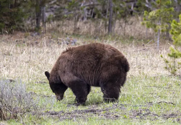 Yellowstone Ulusal Parkı Wyoming 'de baharda bir kara ayı.