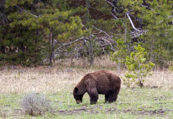 Yellowstone Ulusal Parkı Wyoming 'de baharda bir kara ayı.