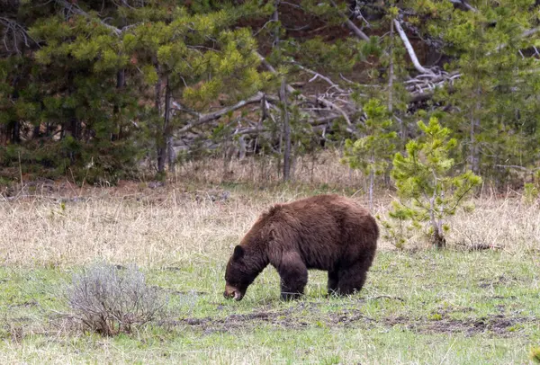 Yellowstone Ulusal Parkı Wyoming 'de baharda bir kara ayı.