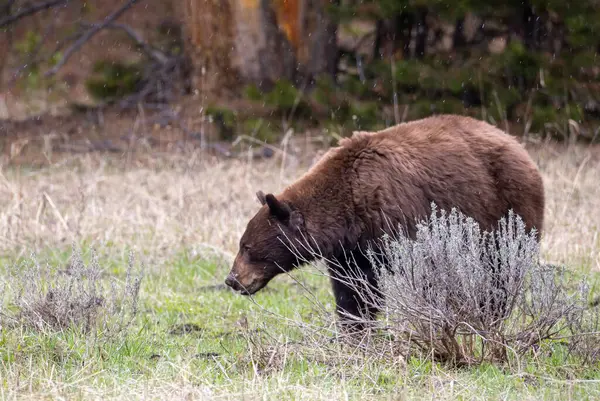 Yellowstone Ulusal Parkı Wyoming 'de baharda bir kara ayı.
