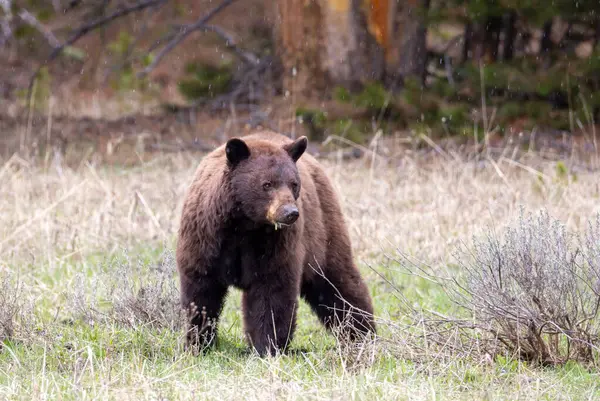 Yellowstone Ulusal Parkı Wyoming 'de baharda bir kara ayı.