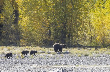 Wyoming Grand Teton Ulusal Parkı 'nda sonbaharda bir boz ayı ve yavruları.
