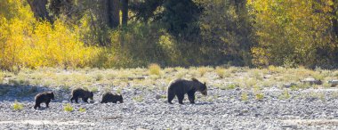 Wyoming Grand Teton Ulusal Parkı 'nda sonbaharda bir boz ayı ve yavruları.