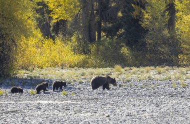 Wyoming Grand Teton Ulusal Parkı 'nda sonbaharda bir boz ayı ve yavruları.