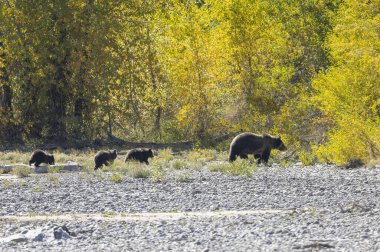 Wyoming Grand Teton Ulusal Parkı 'nda sonbaharda bir boz ayı ve yavruları.