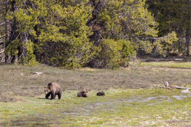 Grand Teton Ulusal Parkı Wyoming 'de baharda bir boz ayı ve yavruları.