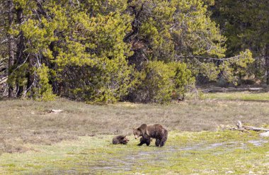 Grand Teton Ulusal Parkı Wyoming 'de baharda bir boz ayı ve yavruları.