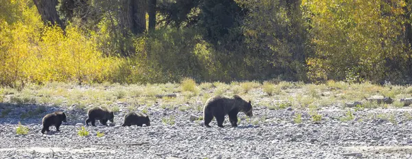 Wyoming Grand Teton Ulusal Parkı 'nda sonbaharda bir boz ayı ve yavruları.