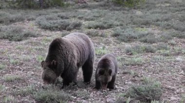 Grand Teton Ulusal Parkı Wyoming 'de ilkbaharda bir boz ayı ve yavrusu.