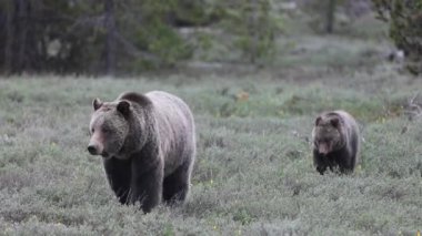 Grand Teton Ulusal Parkı Wyoming 'de ilkbaharda bir boz ayı ve yavrusu.