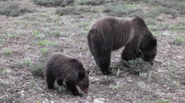 Grand Teton Ulusal Parkı Wyoming 'de ilkbaharda bir boz ayı ve yavrusu.