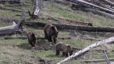 Grizzly Bear baharda Yellowstone Ulusal Parkı 'nda eker ve yavrular