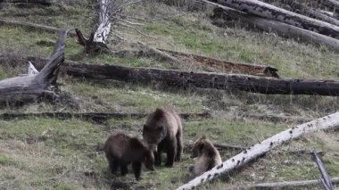 Grizzly Bear baharda Yellowstone Ulusal Parkı 'nda eker ve yavrular