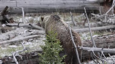 Grizzly Bear baharda Yellowstone Ulusal Parkı 'nda eker ve yavrular