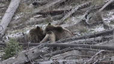 Grizzly Bear baharda Yellowstone Ulusal Parkı 'nda eker ve yavrular