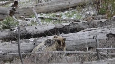 Baharda Yellowstone Ulusal Parkı 'nda bir boz ayı ve yavruları var.