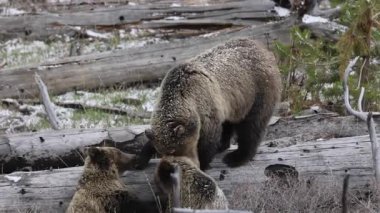 Baharda Yellowstone Ulusal Parkı 'nda bir boz ayı ve yavruları var.