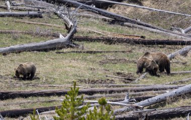 Bir boz ayı baharda Yellowstone Ulusal Parkı Wyoming 'de eker ve yavrular.