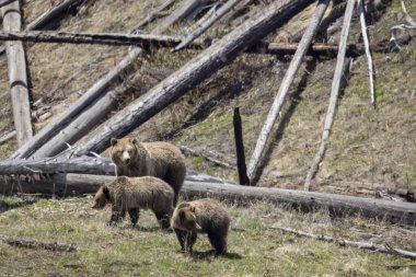Bir boz ayı baharda Yellowstone Ulusal Parkı Wyoming 'de eker ve yavrular.