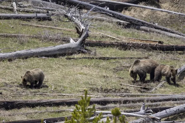 Bir boz ayı baharda Yellowstone Ulusal Parkı Wyoming 'de eker ve yavrular.