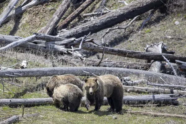 Bir boz ayı baharda Yellowstone Ulusal Parkı Wyoming 'de eker ve yavrular.