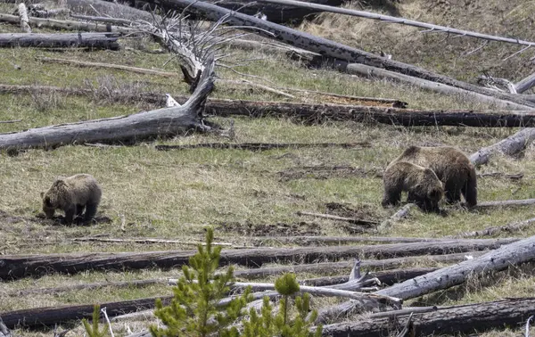 Bir boz ayı baharda Yellowstone Ulusal Parkı Wyoming 'de eker ve yavrular.