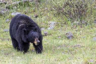 Yellowstone Ulusal Parkı Wyoming 'de baharda bir kara ayı.