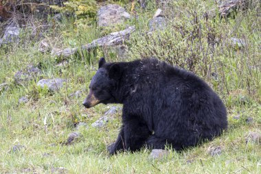 Yellowstone Ulusal Parkı Wyoming 'de baharda bir kara ayı.