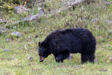 Yellowstone Ulusal Parkı Wyoming 'de baharda bir kara ayı.