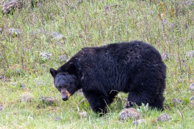 Yellowstone Ulusal Parkı Wyoming 'de baharda bir kara ayı.
