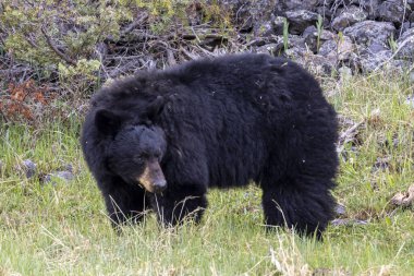 Yellowstone Ulusal Parkı Wyoming 'de baharda bir kara ayı.