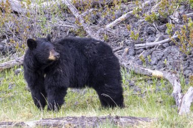 Yellowstone Ulusal Parkı Wyoming 'de baharda bir kara ayı.