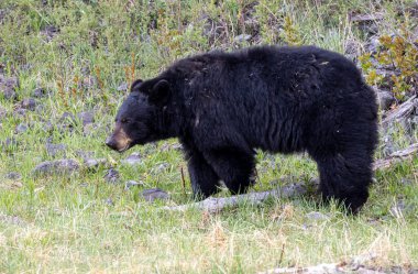 Yellowstone Ulusal Parkı Wyoming 'de baharda bir kara ayı.