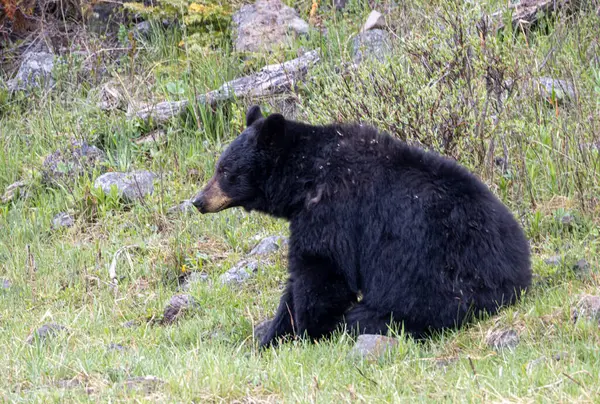 Yellowstone Ulusal Parkı Wyoming 'de baharda bir kara ayı.