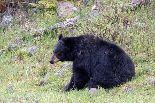 Yellowstone Ulusal Parkı Wyoming 'de baharda bir kara ayı.