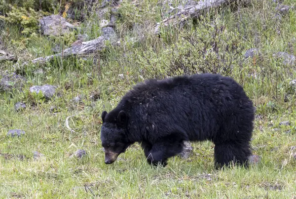 Yellowstone Ulusal Parkı Wyoming 'de baharda bir kara ayı.