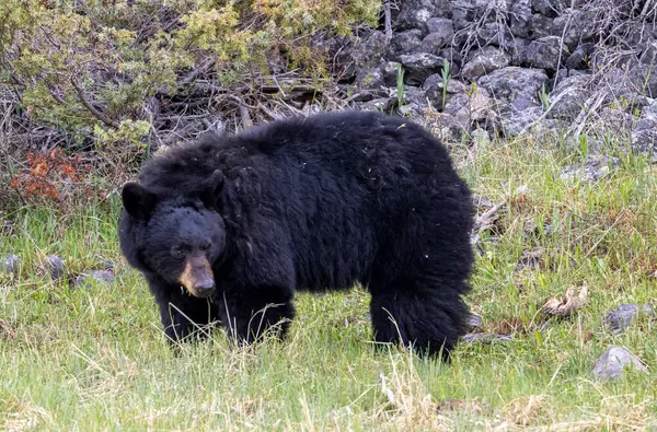 Yellowstone Ulusal Parkı Wyoming 'de baharda bir kara ayı.