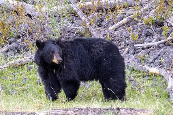Yellowstone Ulusal Parkı Wyoming 'de baharda bir kara ayı.
