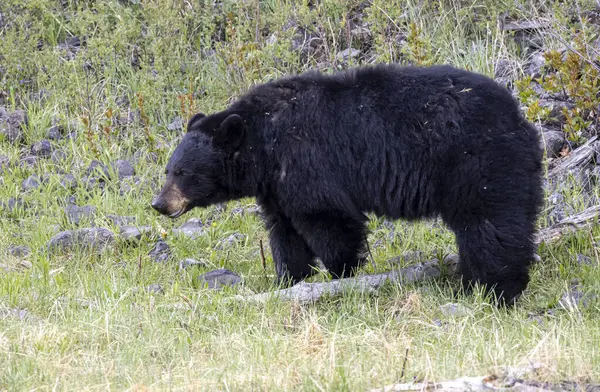Yellowstone Ulusal Parkı Wyoming 'de baharda bir kara ayı.