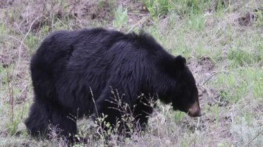 Yellowstone Ulusal Parkı Wyoming 'de baharda bir kara ayı.