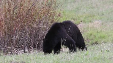 Yellowstone Ulusal Parkı Wyoming 'de baharda bir kara ayı.