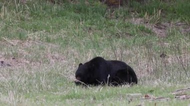 Yellowstone Ulusal Parkı Wyoming 'de baharda bir kara ayı.