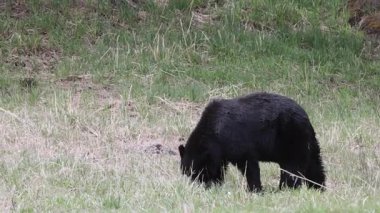 Yellowstone Ulusal Parkı Wyoming 'de baharda bir kara ayı.