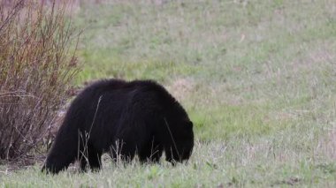 Yellowstone Ulusal Parkı Wyoming 'de baharda bir kara ayı.