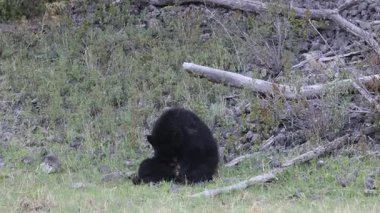 Yellowstone Ulusal Parkı Wyoming 'de baharda bir kara ayı.