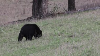 Yellowstone Ulusal Parkı Wyoming 'de baharda bir kara ayı.
