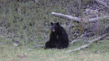 Yellowstone Ulusal Parkı Wyoming 'de baharda bir kara ayı.